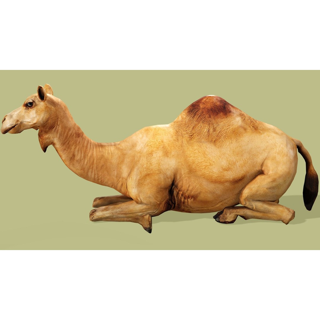 Camel 3D Model – Rigged Low-Poly Character with Animations, FBX - View 5