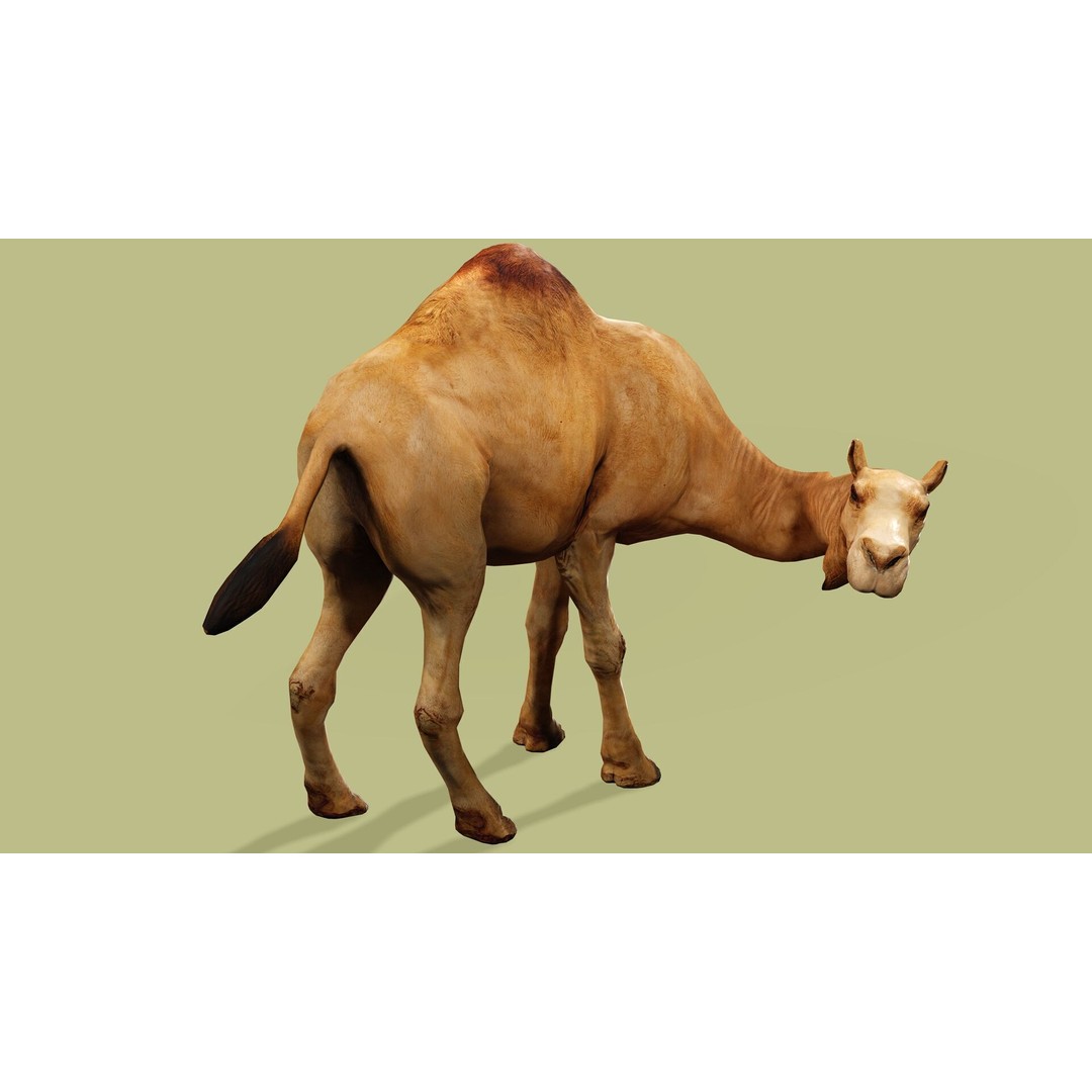 Camel 3D Model – Rigged Low-Poly Character with Animations, FBX - View 6