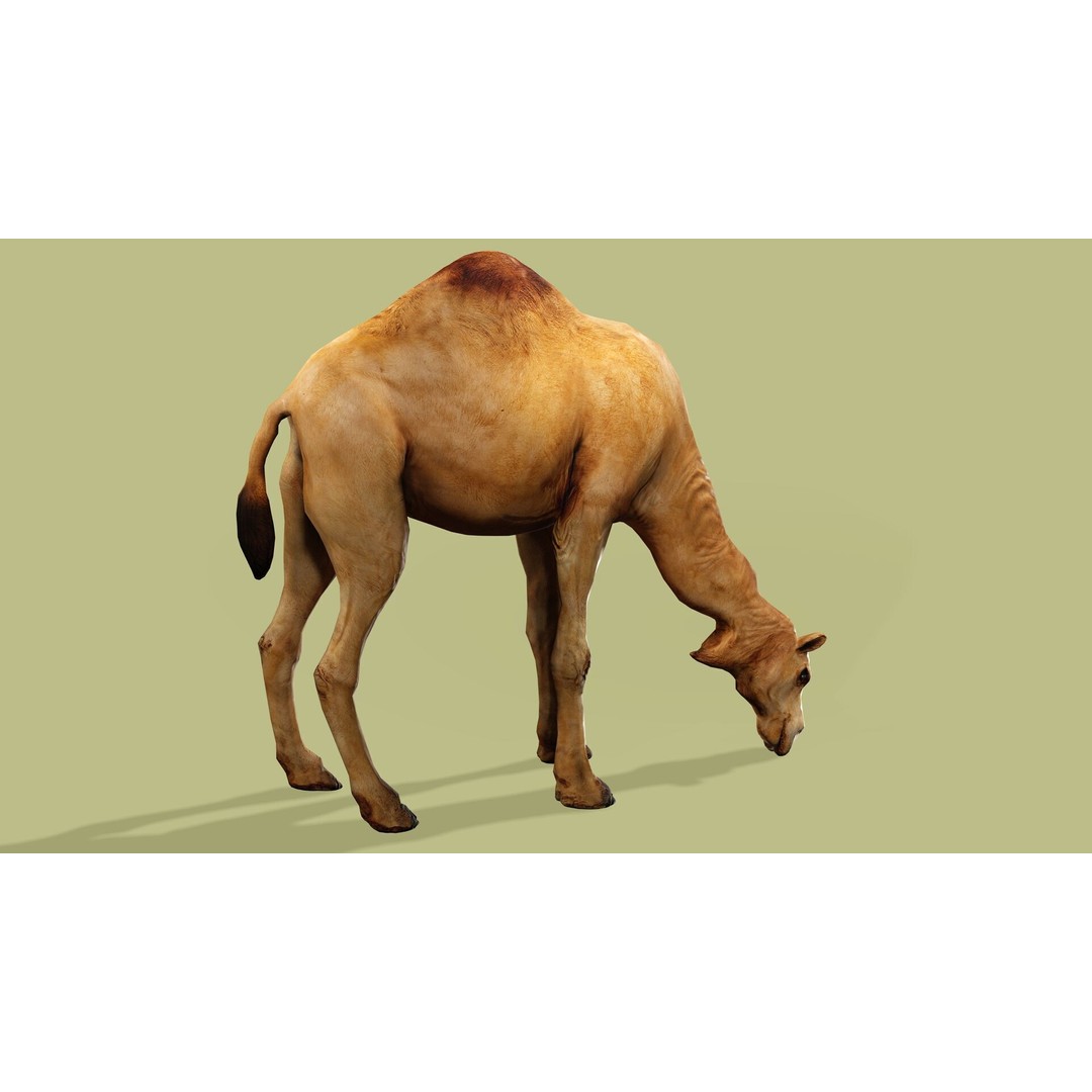 Camel 3D Model – Rigged Low-Poly Character with Animations, FBX - View 7