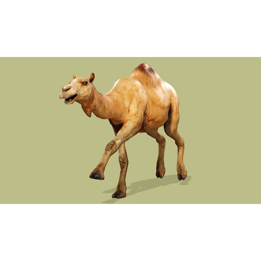 Camel 3D Model – Rigged Low-Poly Character with Animations, FBX - View 8