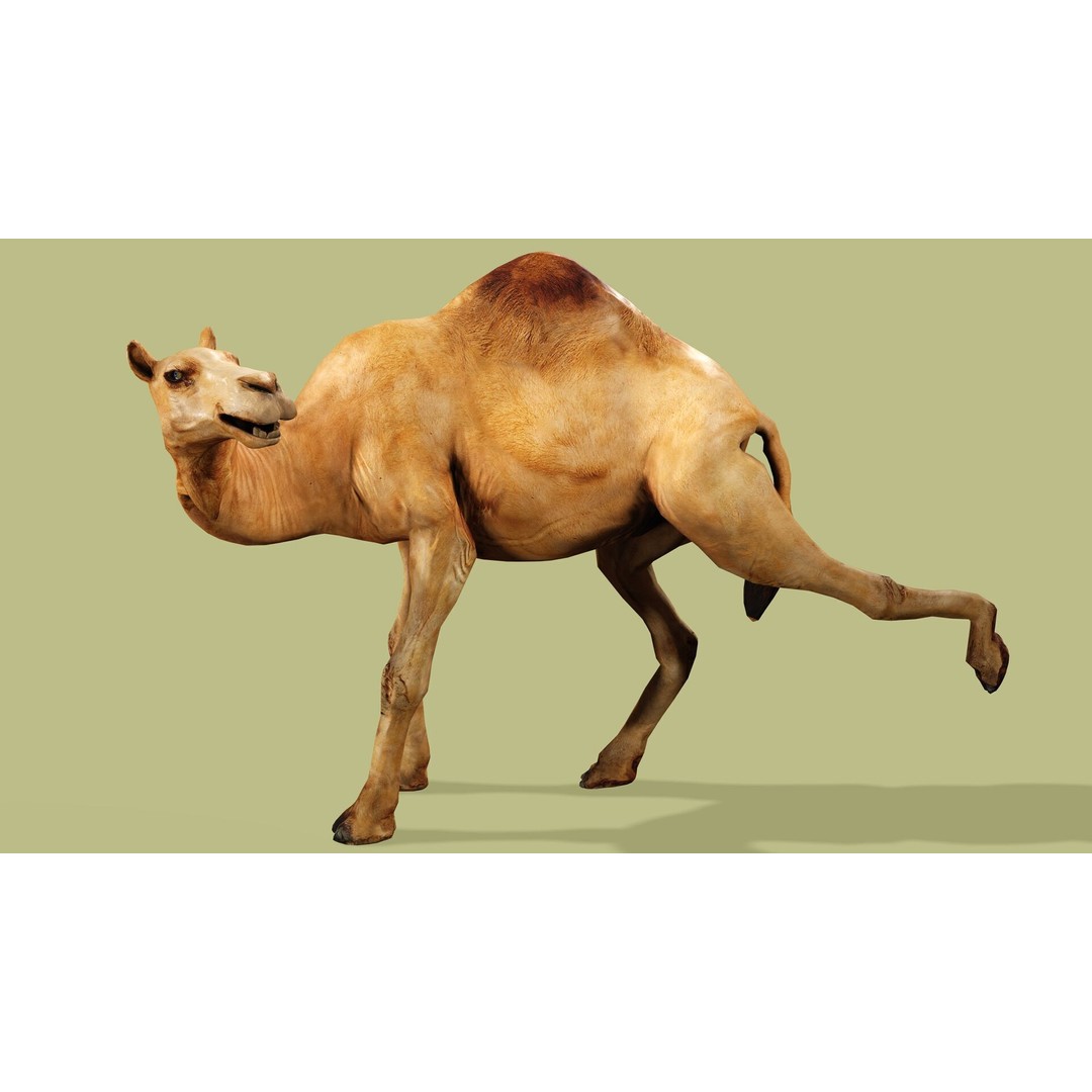 Camel 3D Model – Rigged Low-Poly Character with Animations, FBX - View 9