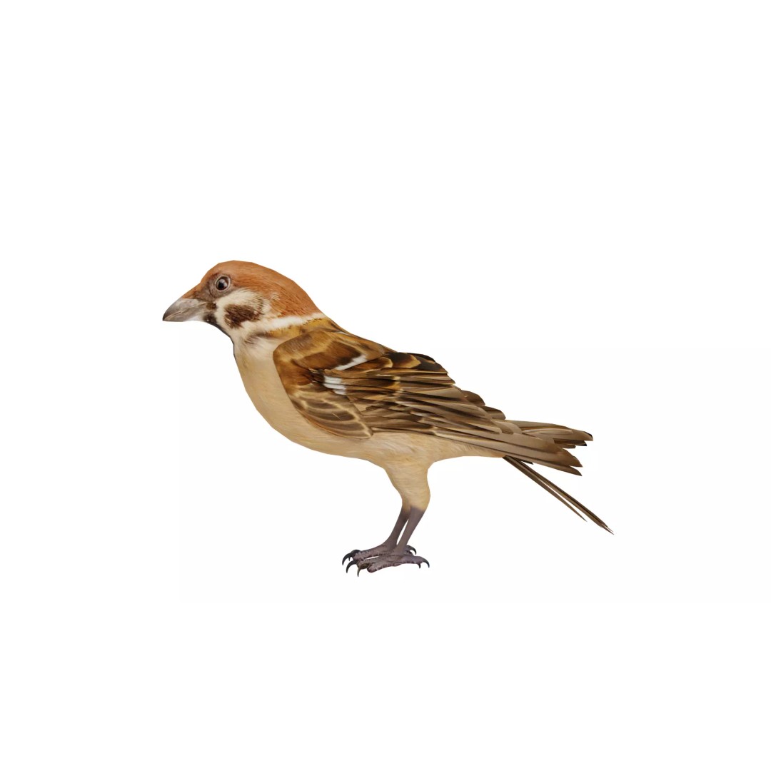 Eurasian Tree Sparrow 3D Model – Low Poly Animated Game Asset, FBX