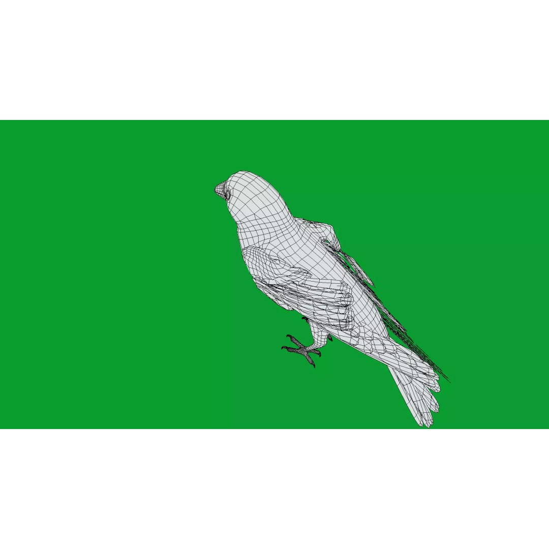 Eurasian Tree Sparrow 3D Model – Low Poly Animated Game Asset, FBX - View 14
