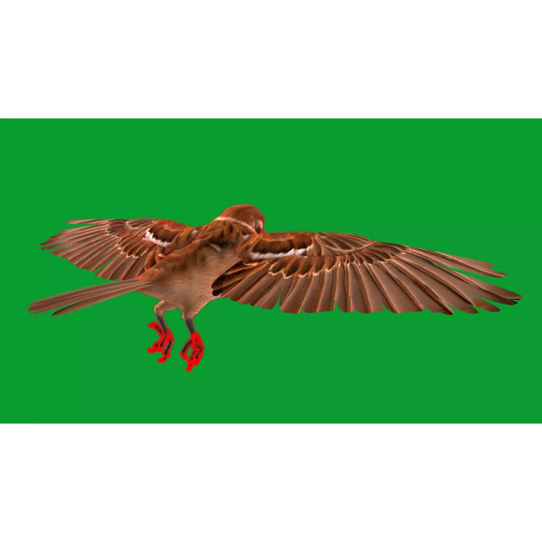 Eurasian Tree Sparrow 3D Model – Low Poly Animated Game Asset, FBX - View 15
