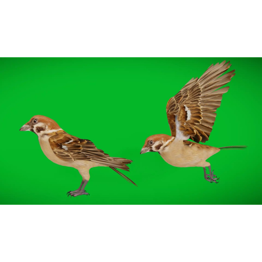 Eurasian Tree Sparrow 3D Model – Low Poly Animated Game Asset, FBX - View 2