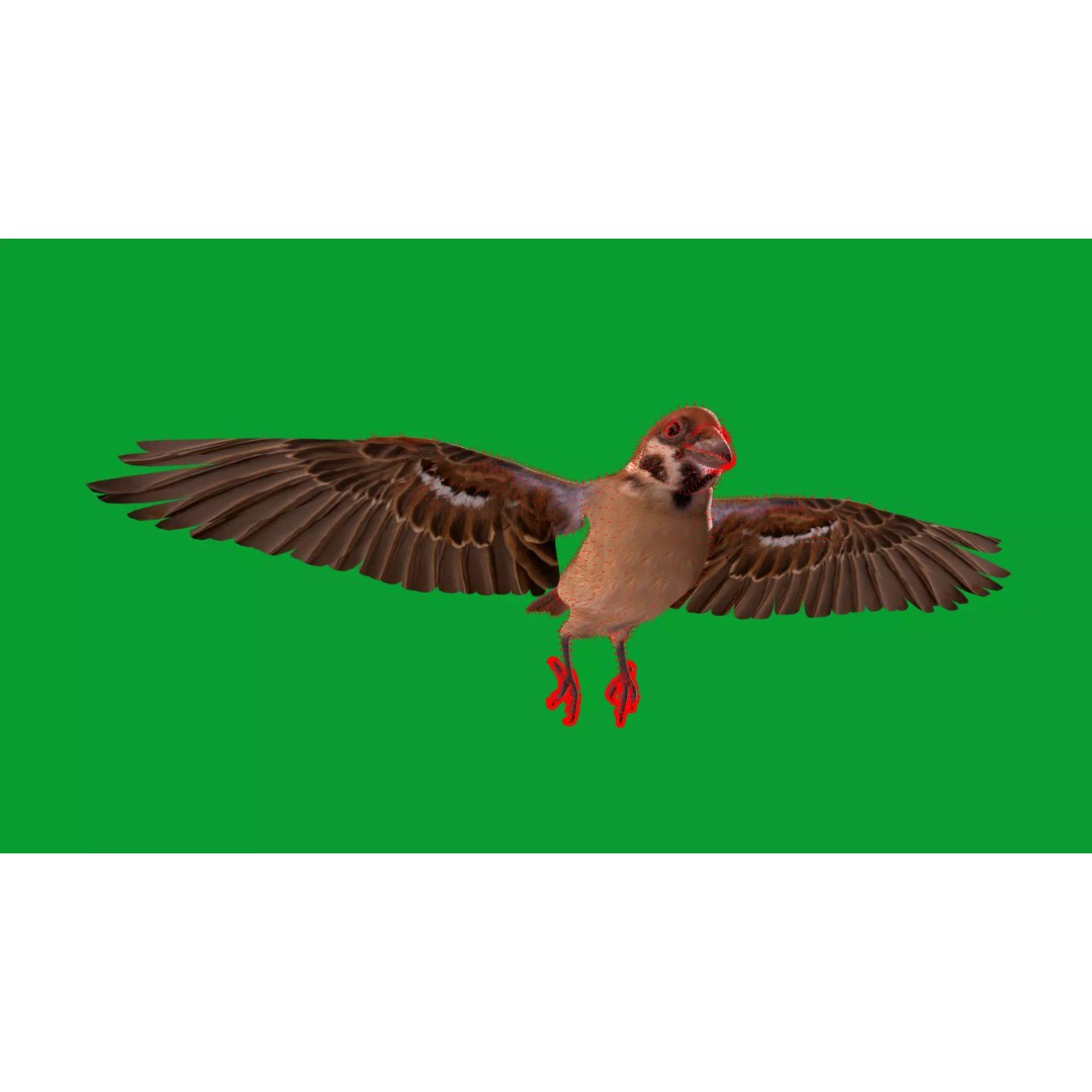 Eurasian Tree Sparrow 3D Model – Low Poly Animated Game Asset, FBX - View 20