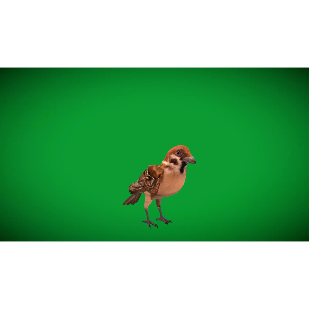 Eurasian Tree Sparrow 3D Model – Low Poly Animated Game Asset, FBX - View 24