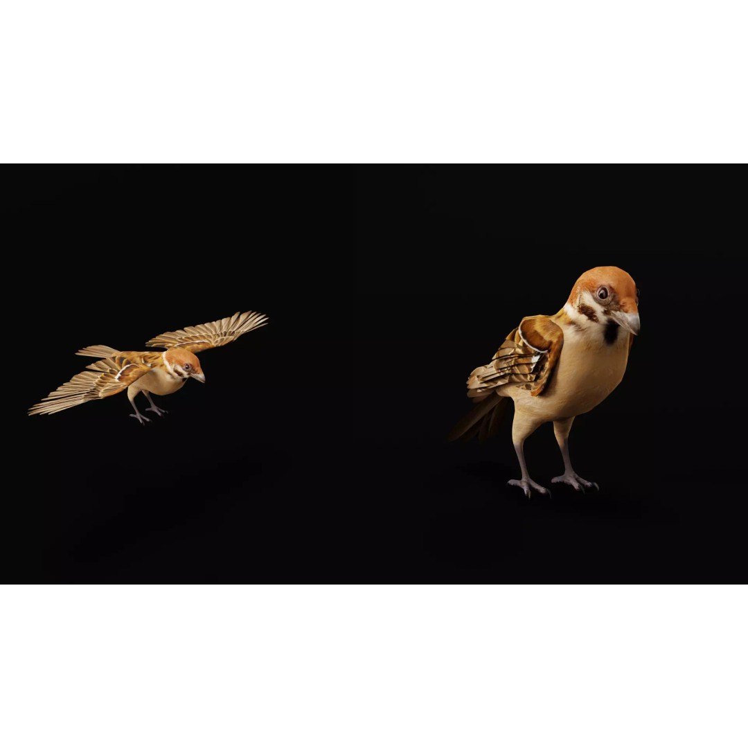 Eurasian Tree Sparrow 3D Model – Low Poly Animated Game Asset, FBX - View 27