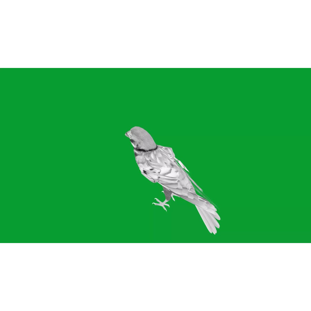 Eurasian Tree Sparrow 3D Model – Low Poly Animated Game Asset, FBX - View 29