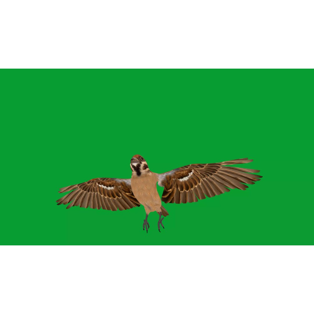 Eurasian Tree Sparrow 3D Model – Low Poly Animated Game Asset, FBX - View 31