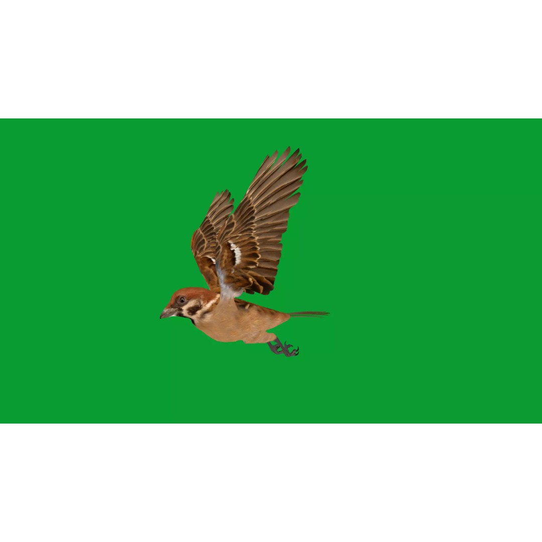 Eurasian Tree Sparrow 3D Model – Low Poly Animated Game Asset, FBX - View 32