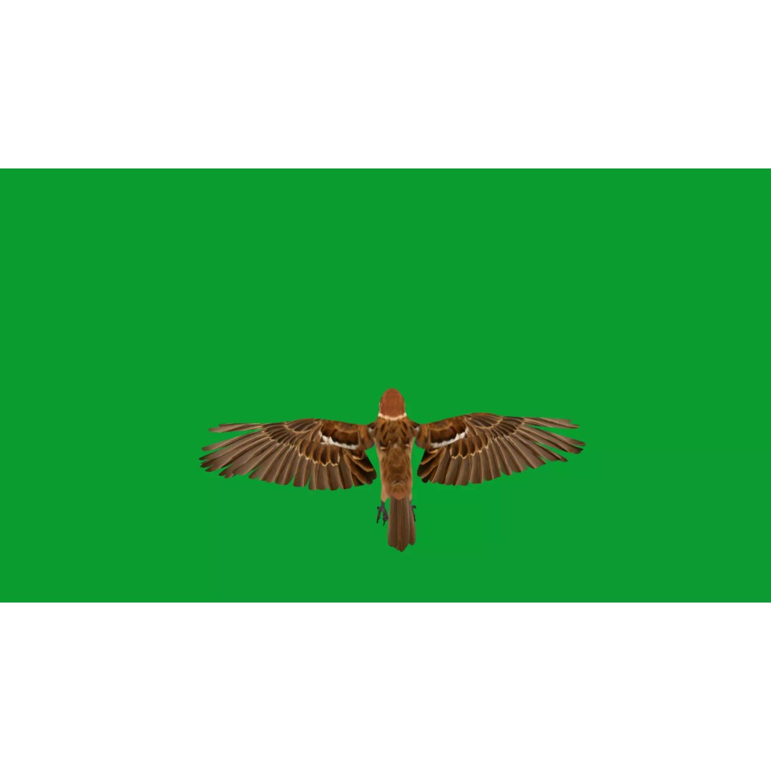 Eurasian Tree Sparrow 3D Model – Low Poly Animated Game Asset, FBX - View 33