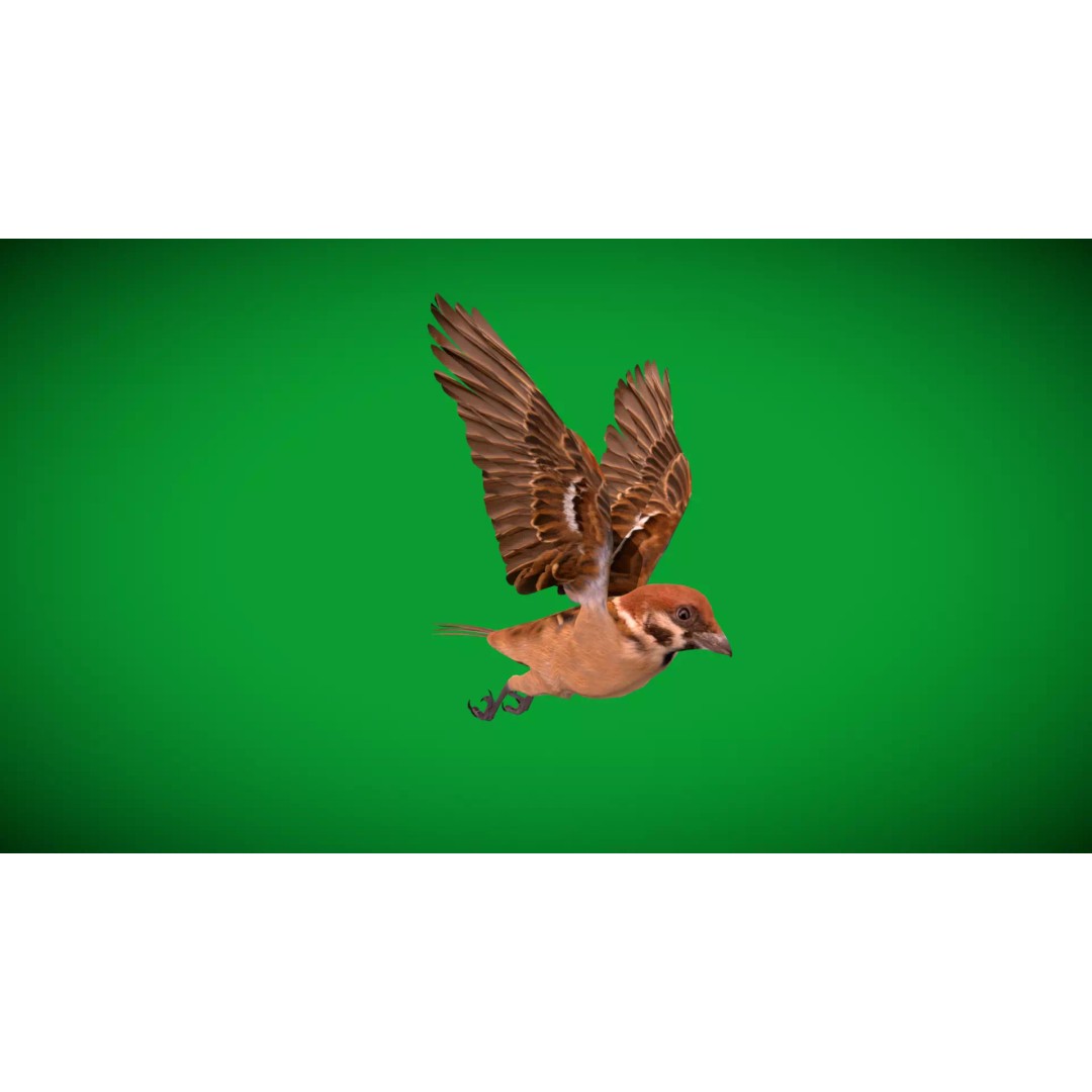Eurasian Tree Sparrow 3D Model – Low Poly Animated Game Asset, FBX - View 36