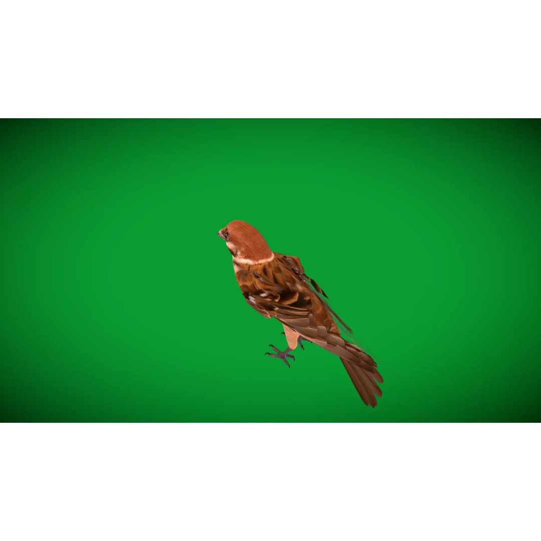 Eurasian Tree Sparrow 3D Model – Low Poly Animated Game Asset, FBX - View 38