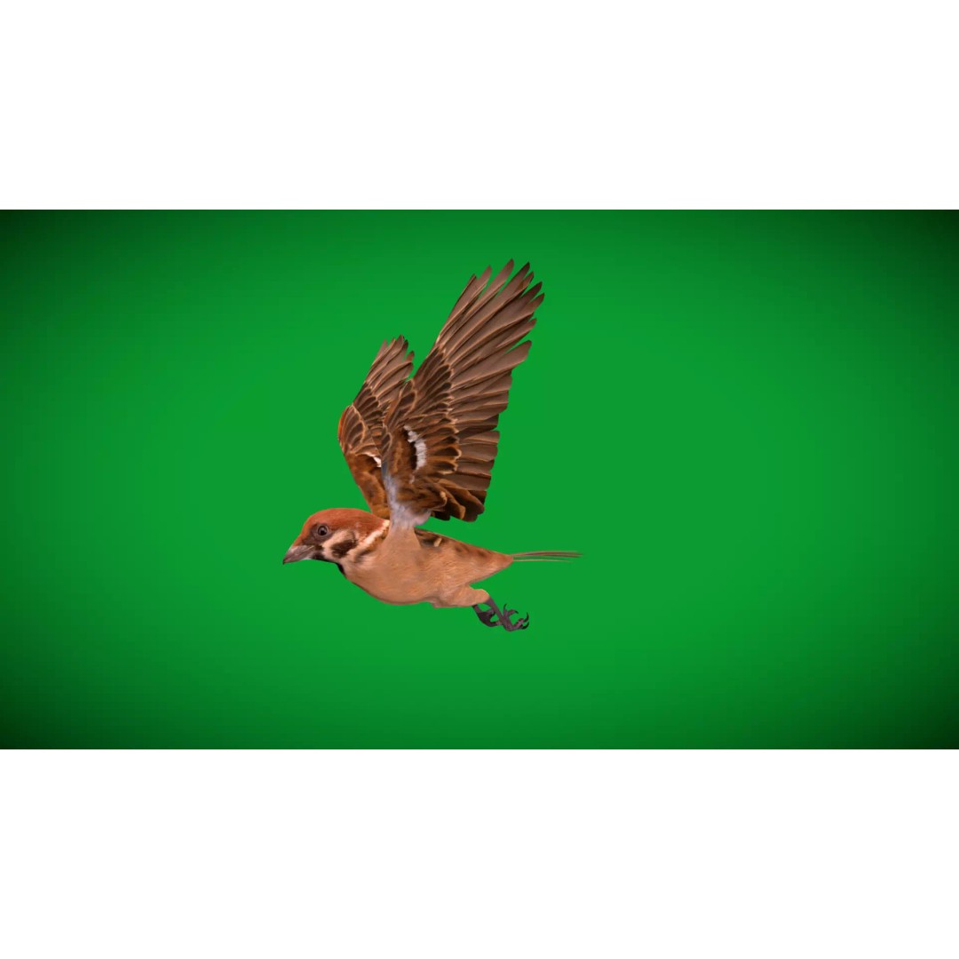 Eurasian Tree Sparrow 3D Model – Low Poly Animated Game Asset, FBX - View 39