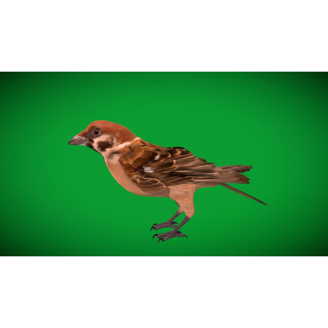 Eurasian Tree Sparrow 3D Model – Low Poly Animated Game Asset, FBX - View 40