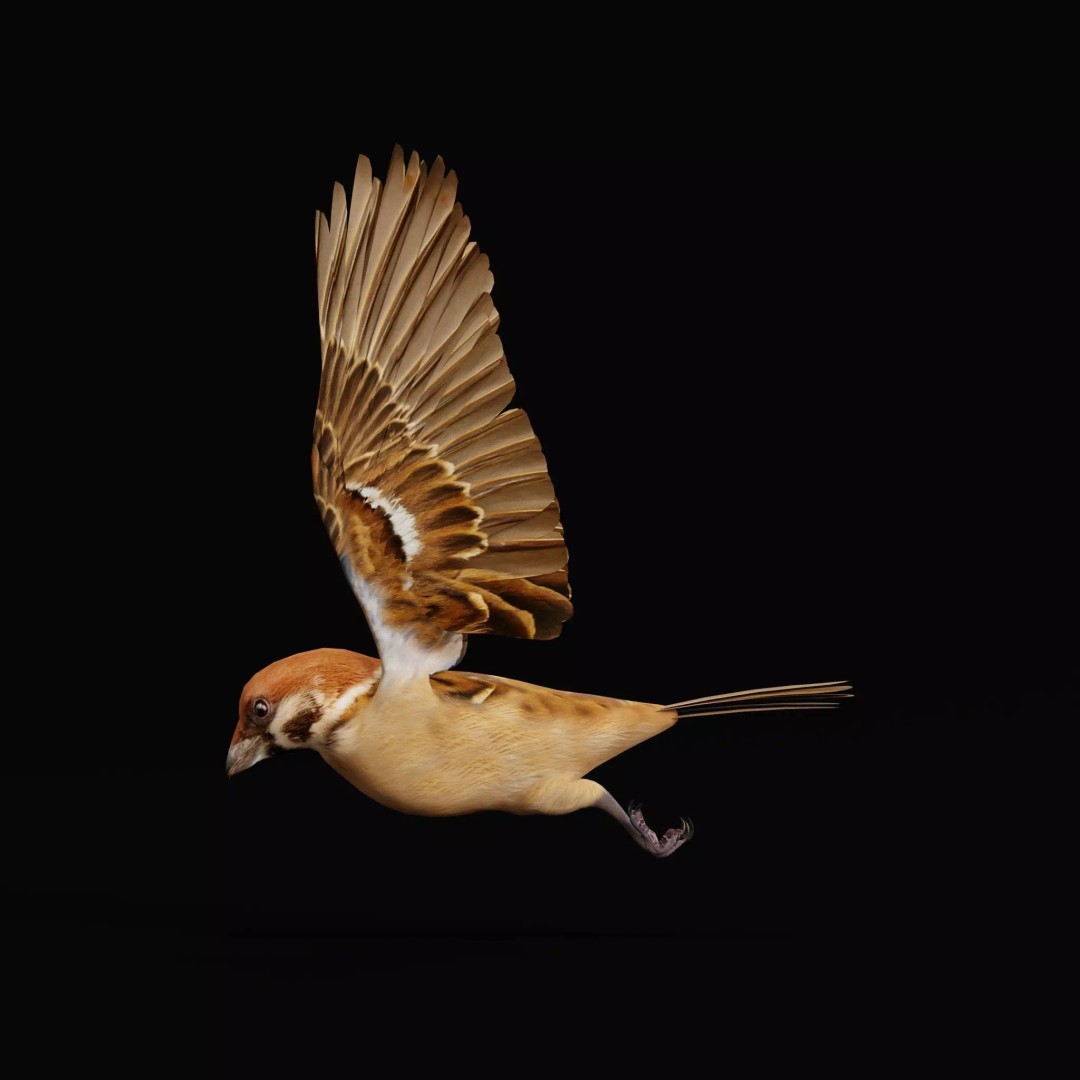 Eurasian Tree Sparrow 3D Model – Low Poly Animated Game Asset, FBX - View 41