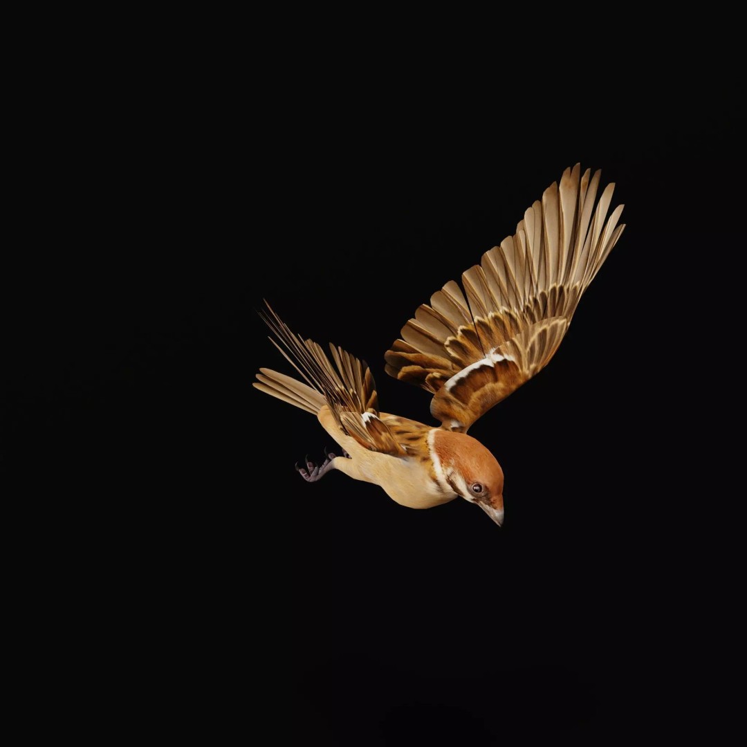 Eurasian Tree Sparrow 3D Model – Low Poly Animated Game Asset, FBX - View 42