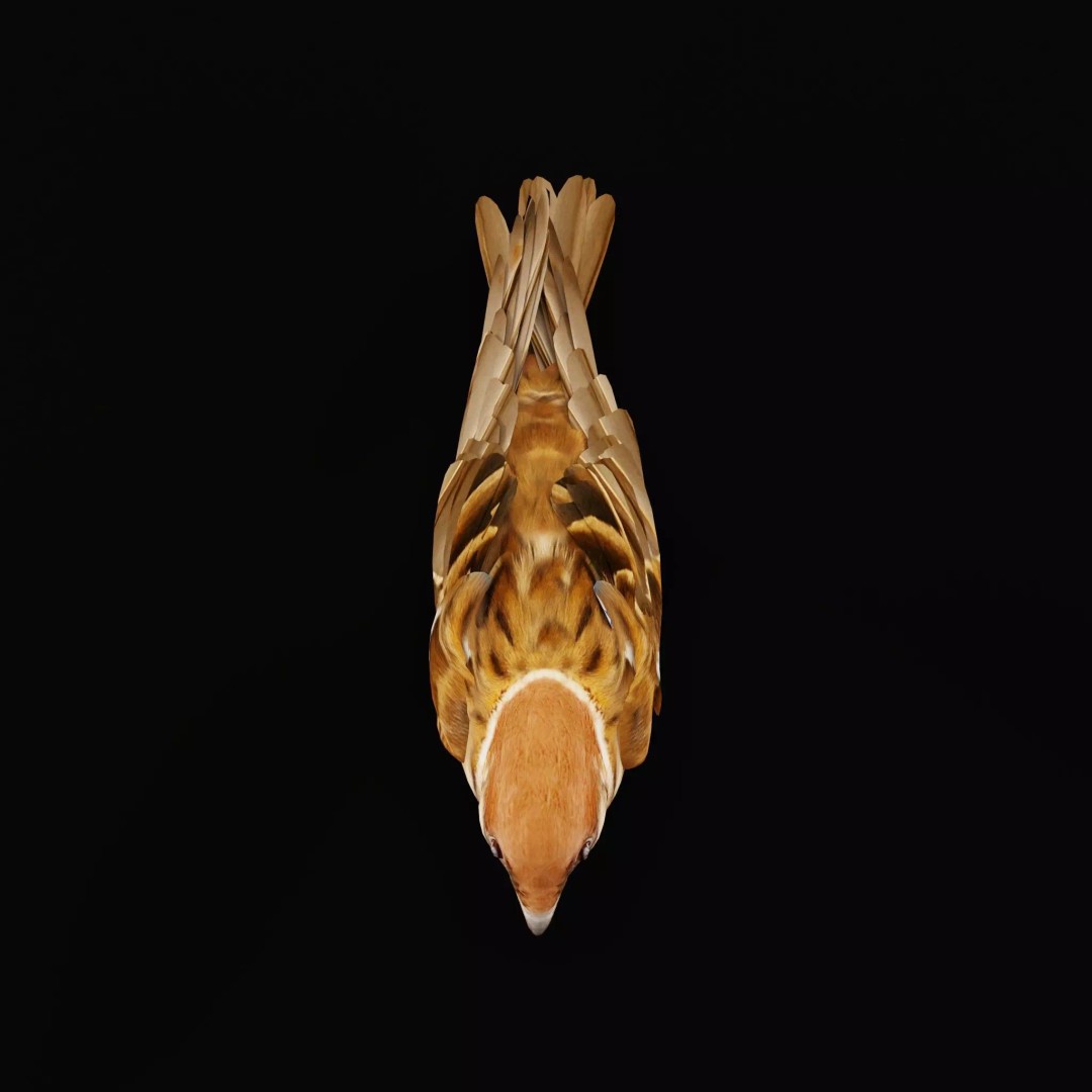 Eurasian Tree Sparrow 3D Model – Low Poly Animated Game Asset, FBX - View 43