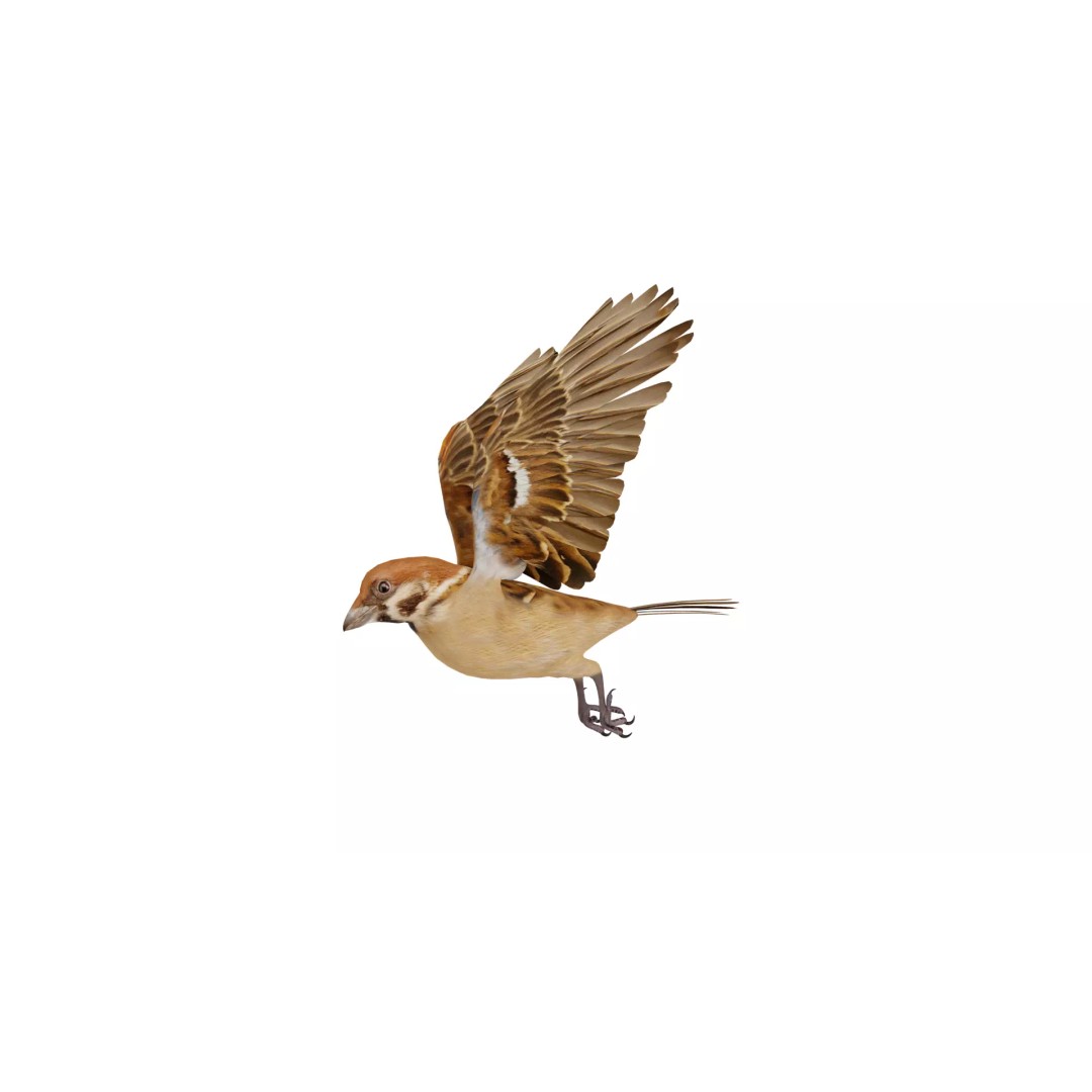 Eurasian Tree Sparrow 3D Model – Low Poly Animated Game Asset, FBX - View 44