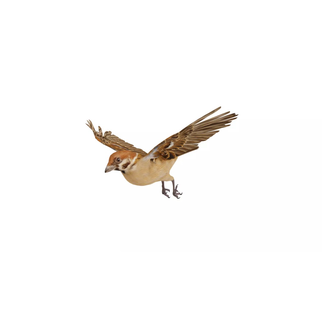 Eurasian Tree Sparrow 3D Model – Low Poly Animated Game Asset, FBX - View 45
