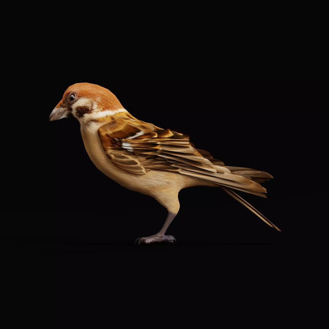 Eurasian Tree Sparrow 3D Model – Low Poly Animated Game Asset, FBX - View 47