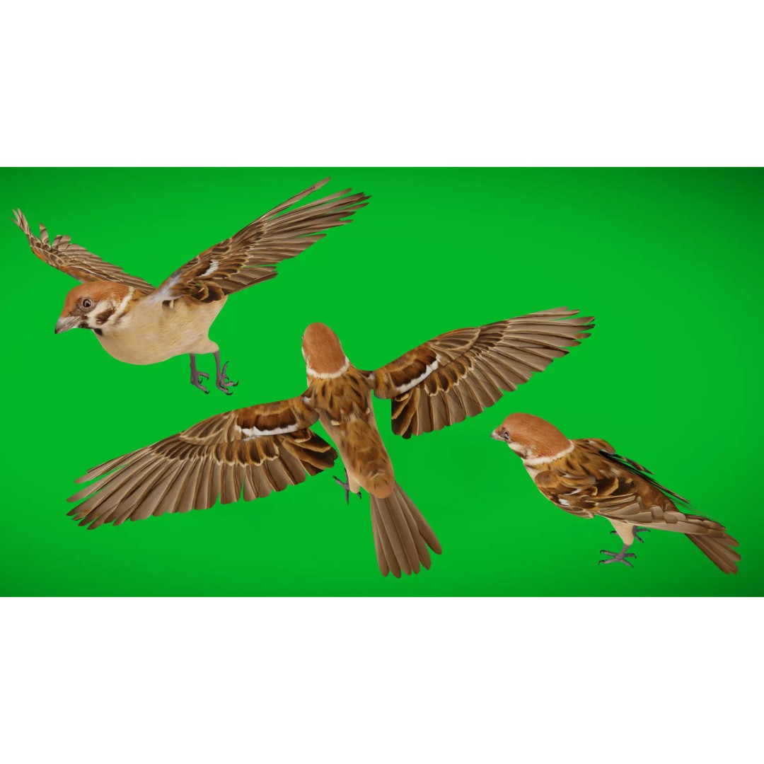 Eurasian Tree Sparrow 3D Model – Low Poly Animated Game Asset, FBX - View 5