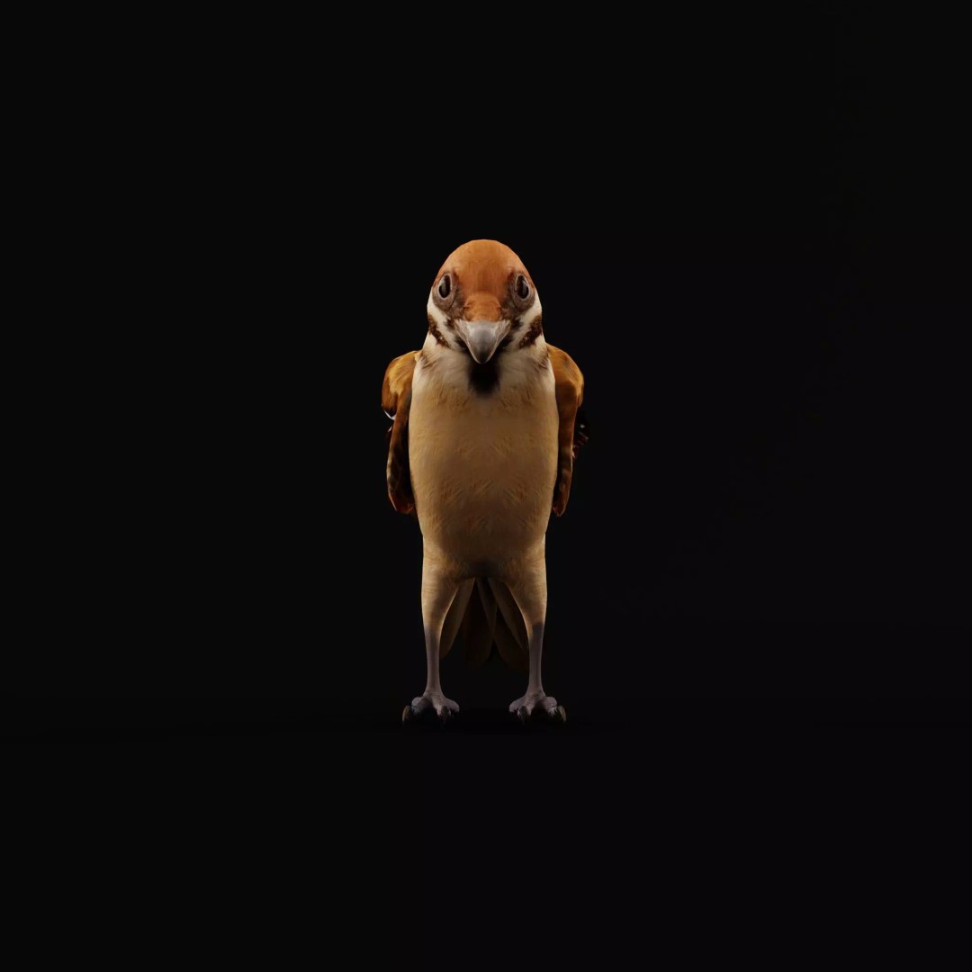 Eurasian Tree Sparrow 3D Model – Low Poly Animated Game Asset, FBX - View 50