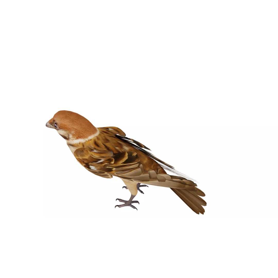 Eurasian Tree Sparrow 3D Model – Low Poly Animated Game Asset, FBX - View 51