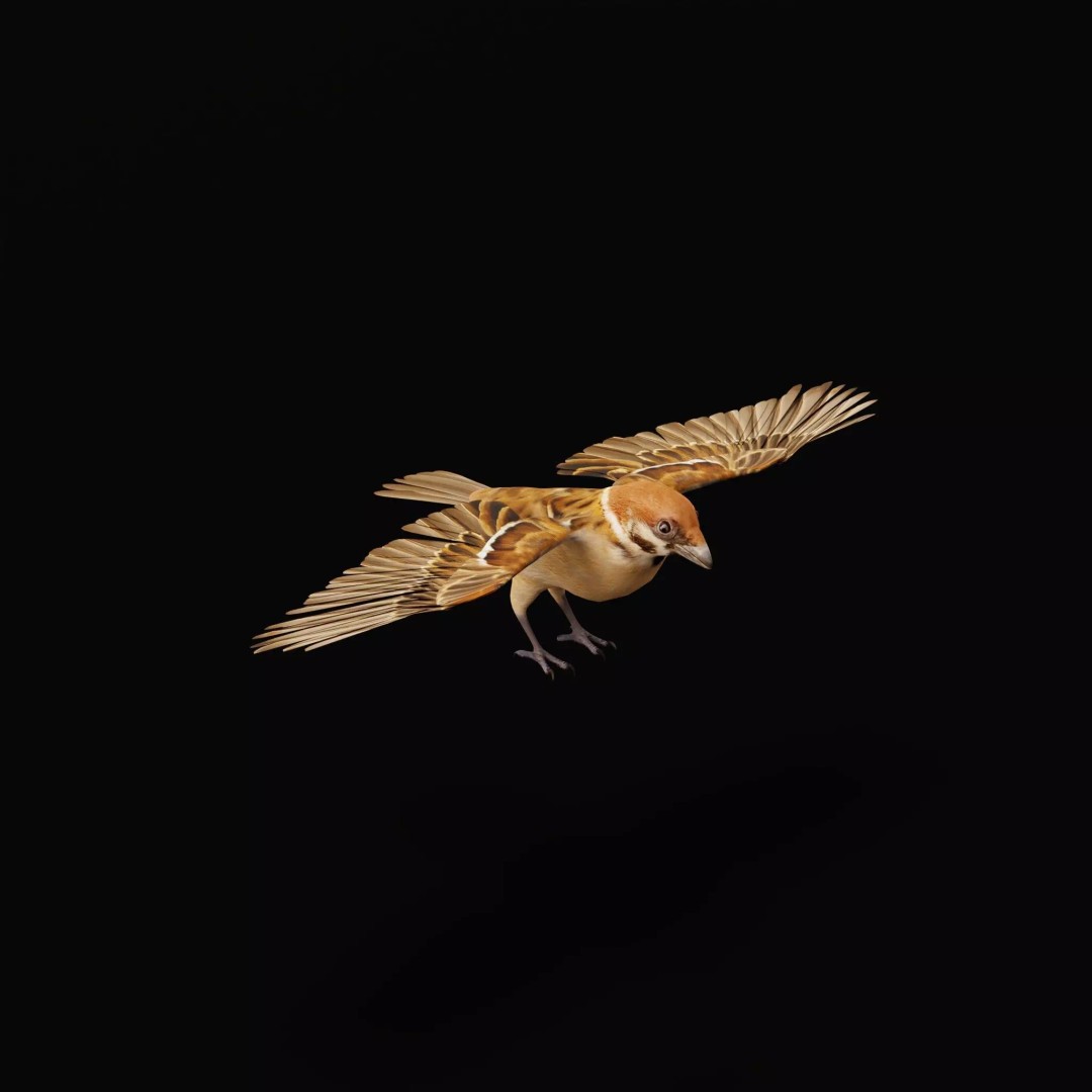 Eurasian Tree Sparrow 3D Model – Low Poly Animated Game Asset, FBX - View 53