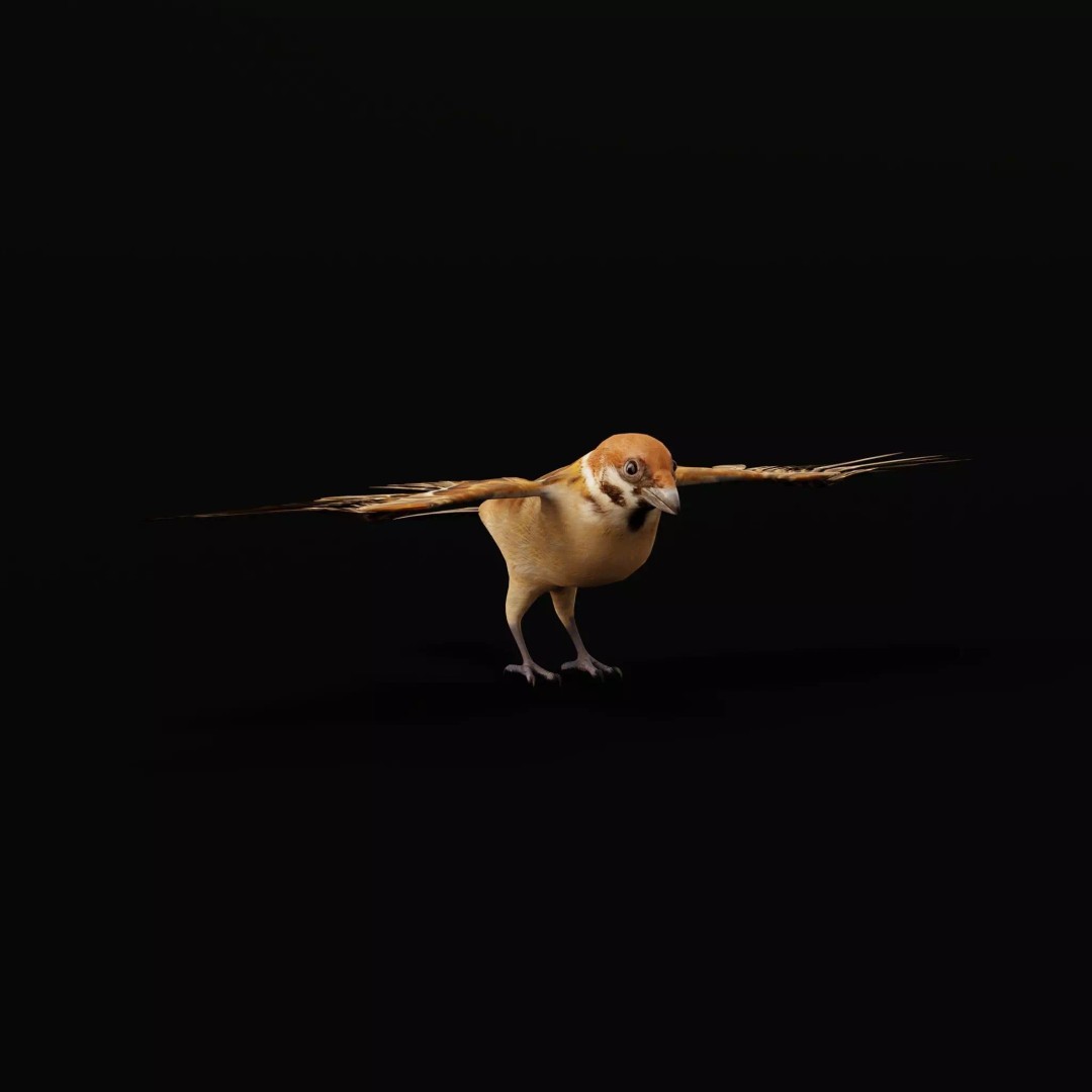 Eurasian Tree Sparrow 3D Model – Low Poly Animated Game Asset, FBX - View 54