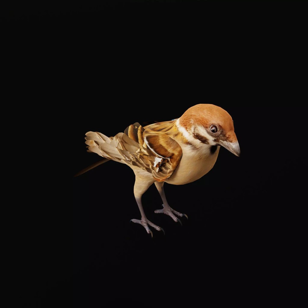 Eurasian Tree Sparrow 3D Model – Low Poly Animated Game Asset, FBX - View 55