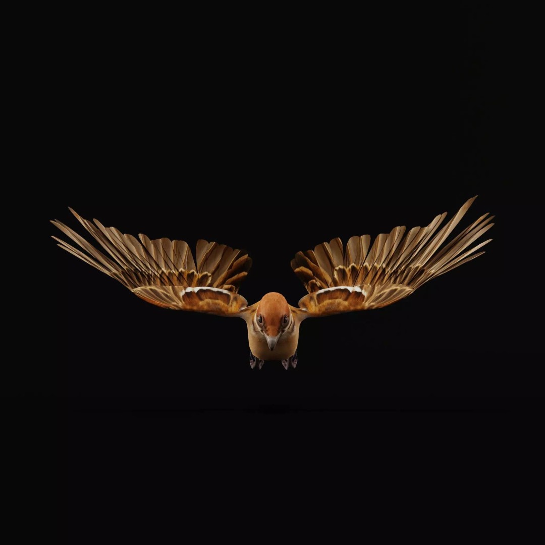 Eurasian Tree Sparrow 3D Model – Low Poly Animated Game Asset, FBX - View 56