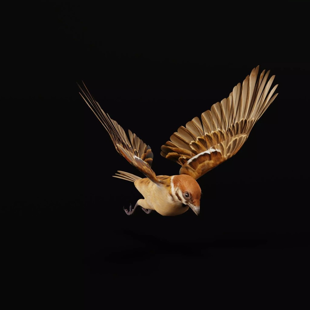 Eurasian Tree Sparrow 3D Model – Low Poly Animated Game Asset, FBX - View 57