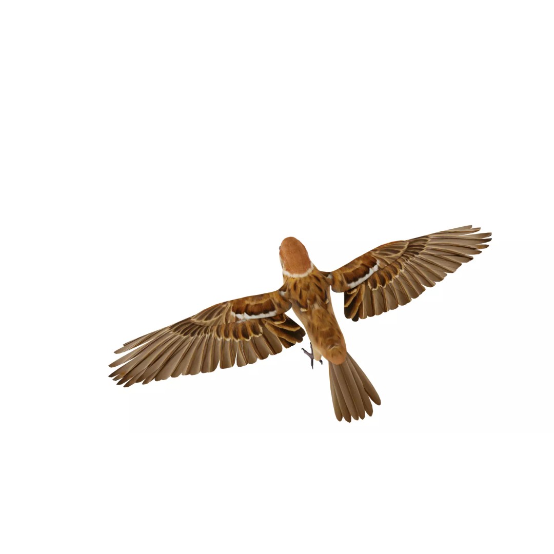 Eurasian Tree Sparrow 3D Model – Low Poly Animated Game Asset, FBX - View 58