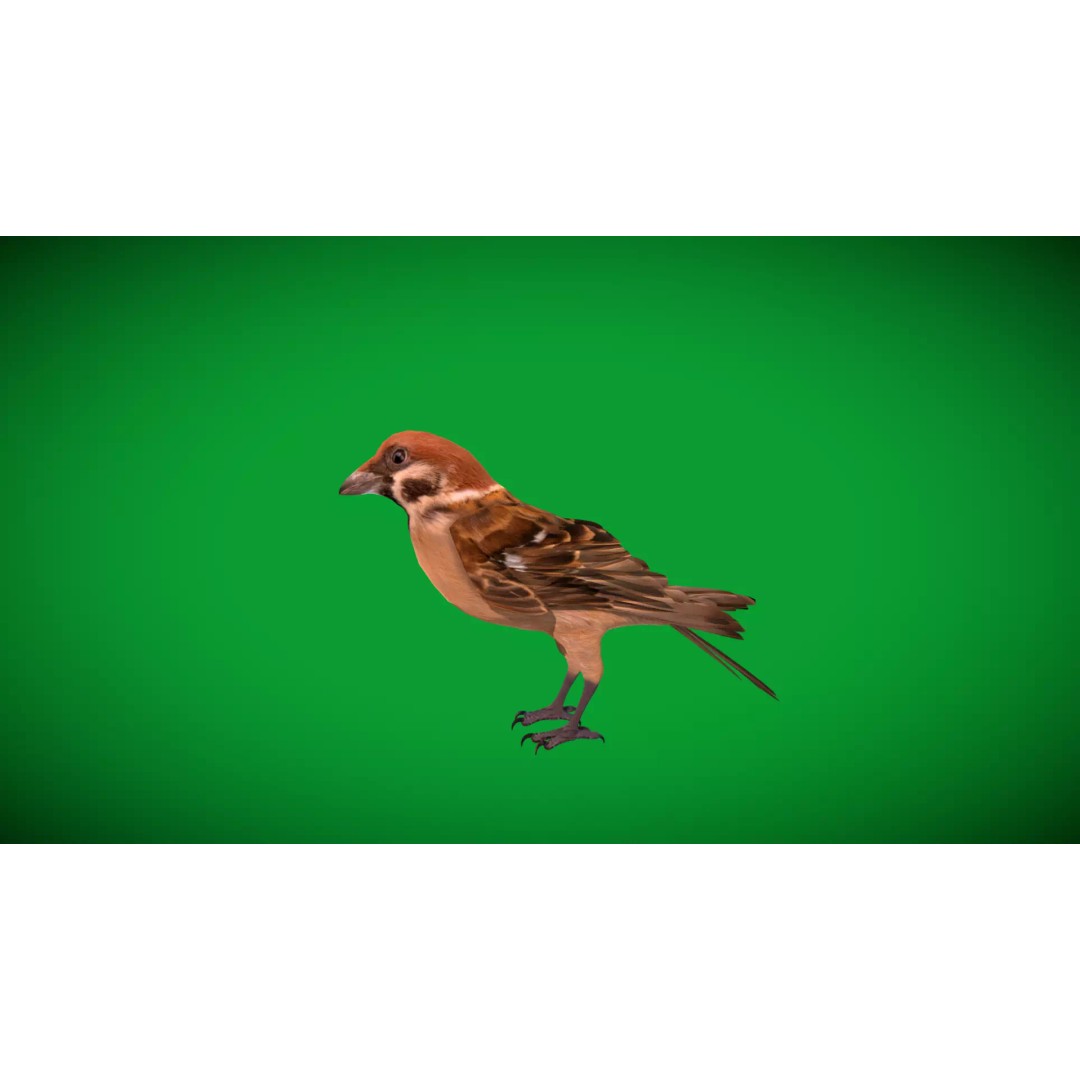 Eurasian Tree Sparrow 3D Model – Low Poly Animated Game Asset, FBX - View 59