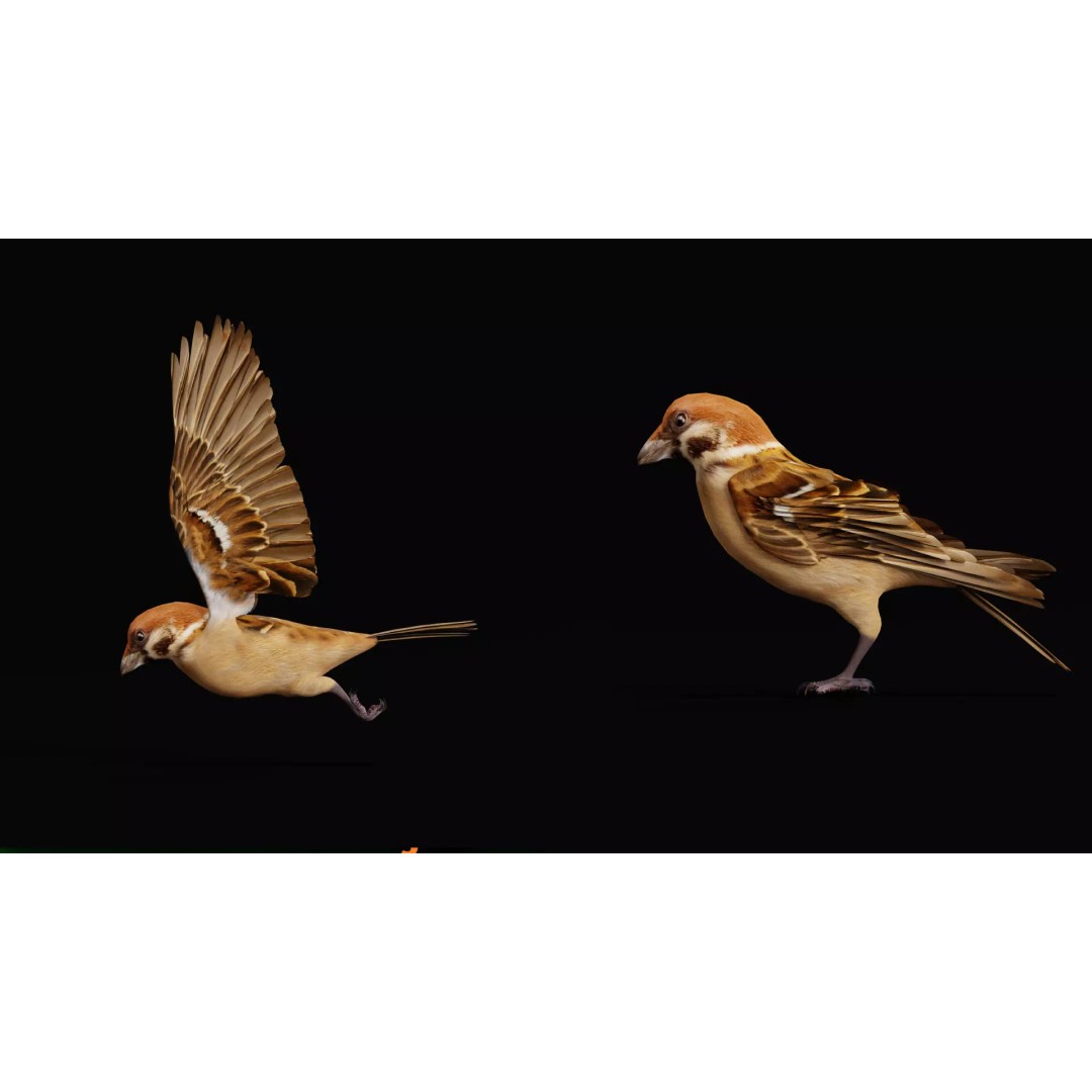 Eurasian Tree Sparrow 3D Model – Low Poly Animated Game Asset, FBX - View 7