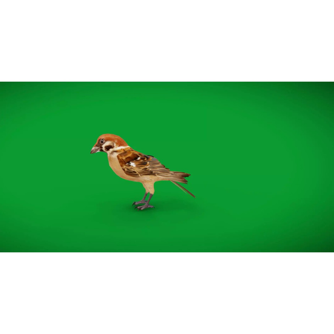 Eurasian Tree Sparrow 3D Model – Low Poly Animated Game Asset, FBX - View 8