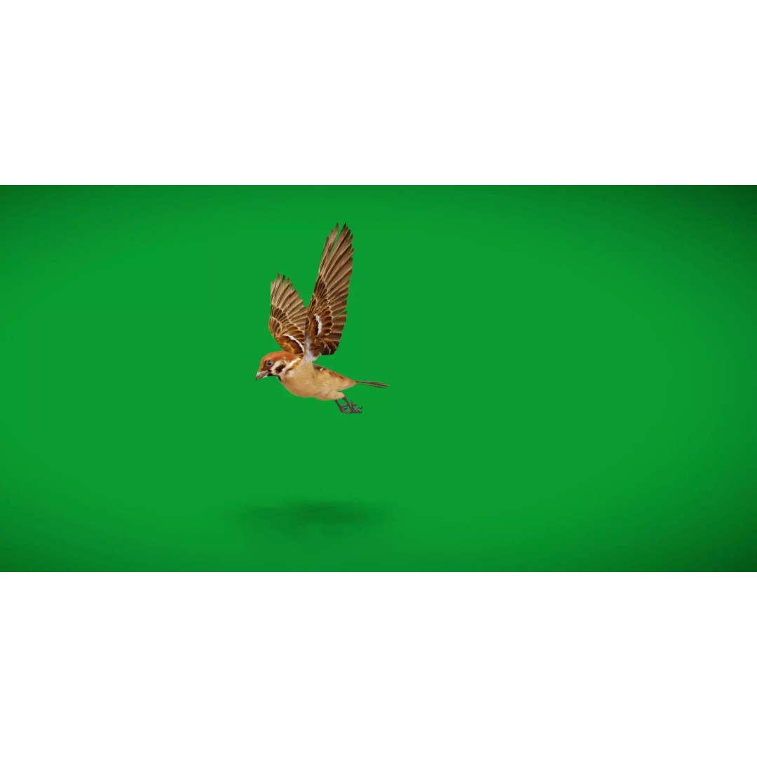 Eurasian Tree Sparrow 3D Model – Low Poly Animated Game Asset, FBX - View 9
