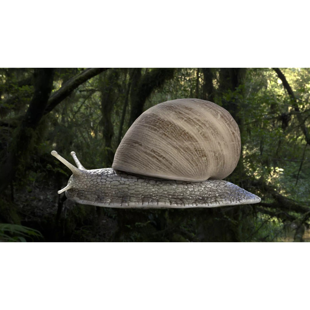 Realistic Snail 3D Model – Low Poly PBR Asset for VFX, FBX, Blender - View 2