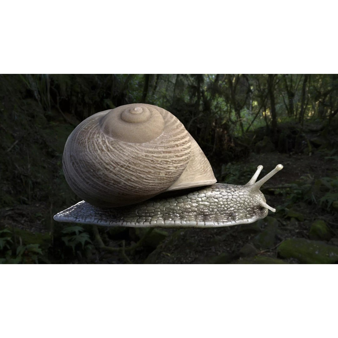 Realistic Snail 3D Model – Low Poly PBR Asset for VFX, FBX, Blender - View 3