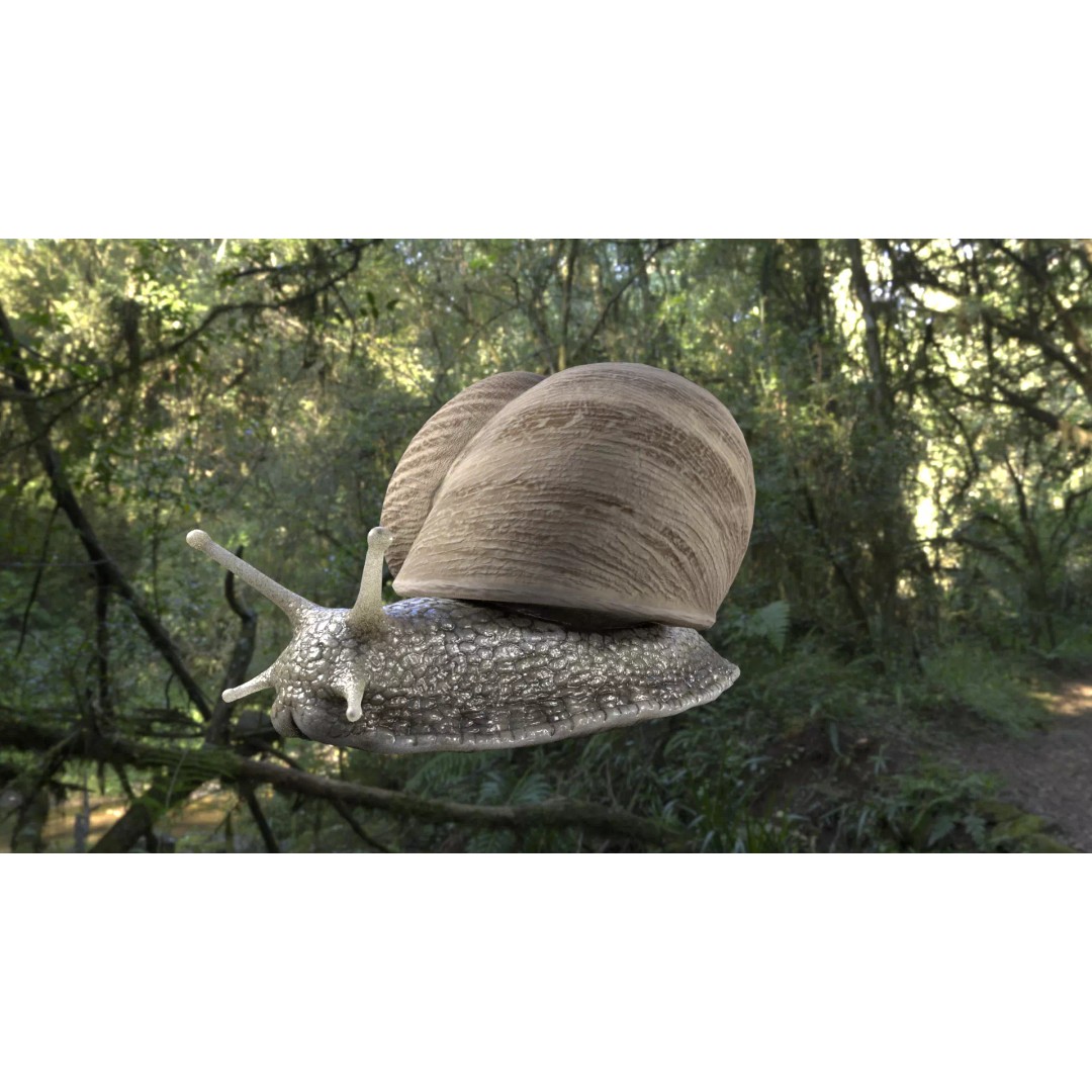 Realistic Snail 3D Model – Low Poly PBR Asset for VFX, FBX, Blender - View 4