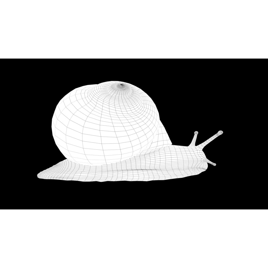 Realistic Snail 3D Model – Low Poly PBR Asset for VFX, FBX, Blender - View 6