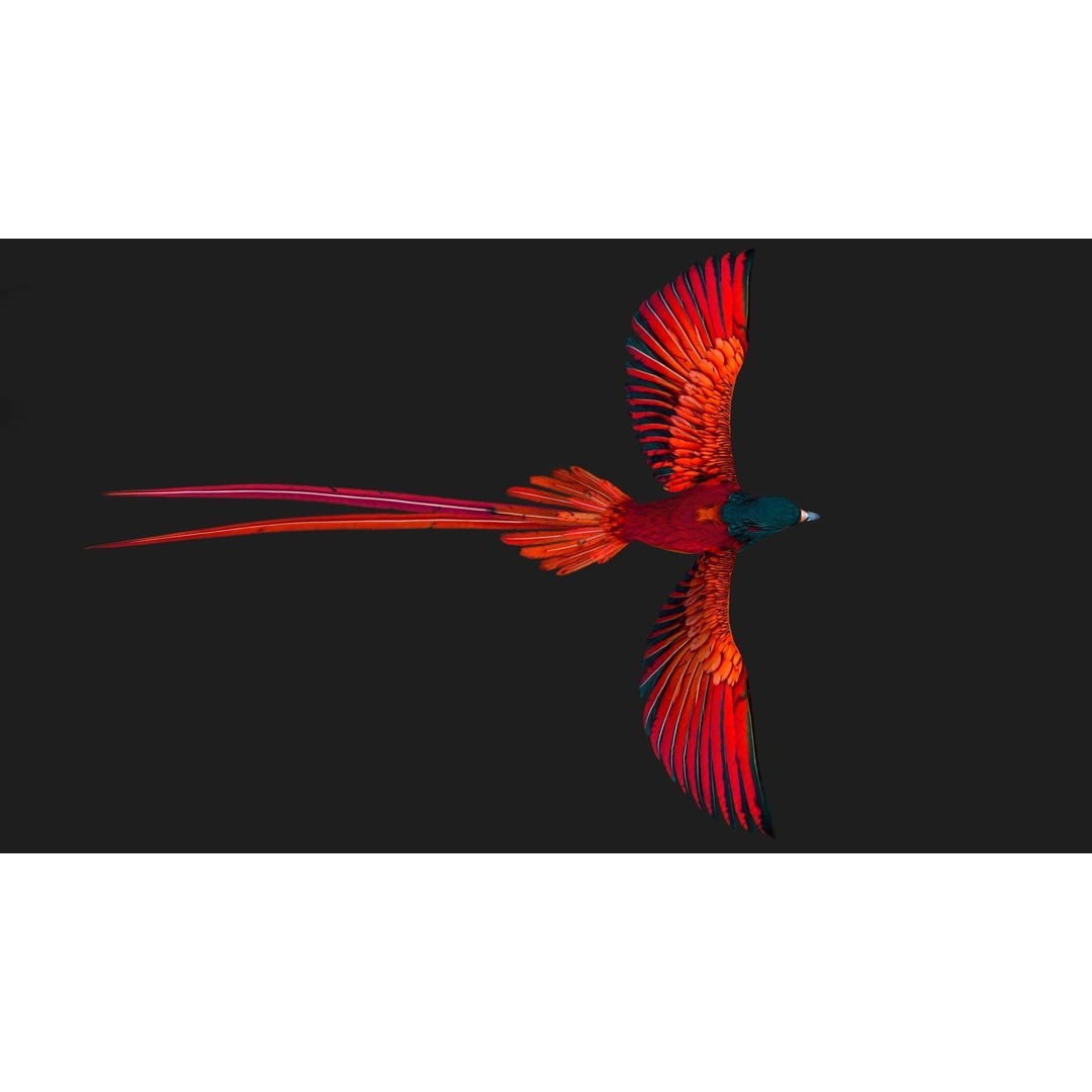 Pheasant Bird 3D Model – Rigged Animated Asset with PBR Textures - View 3