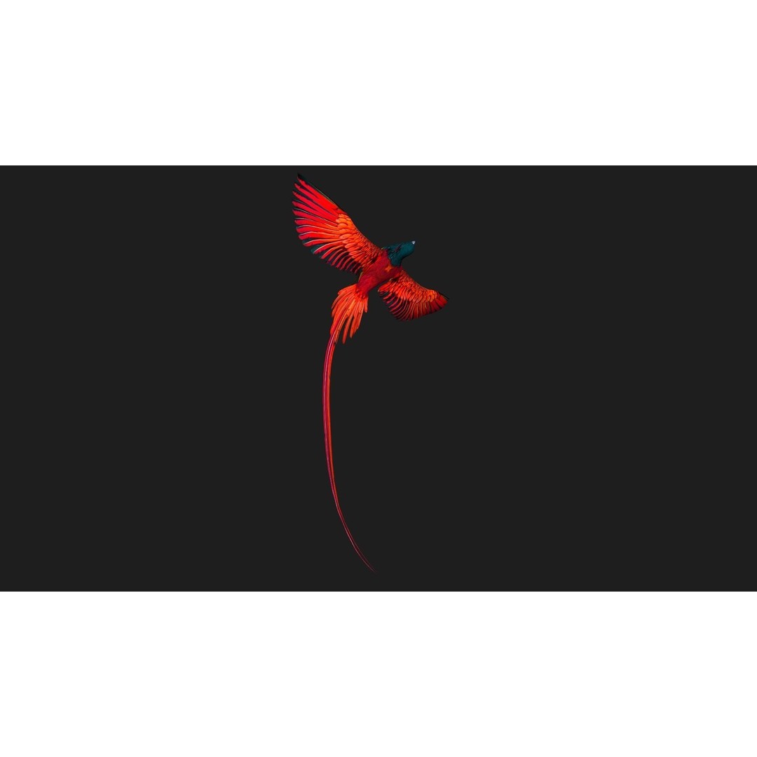 Pheasant Bird 3D Model – Rigged Animated Asset with PBR Textures - View 5