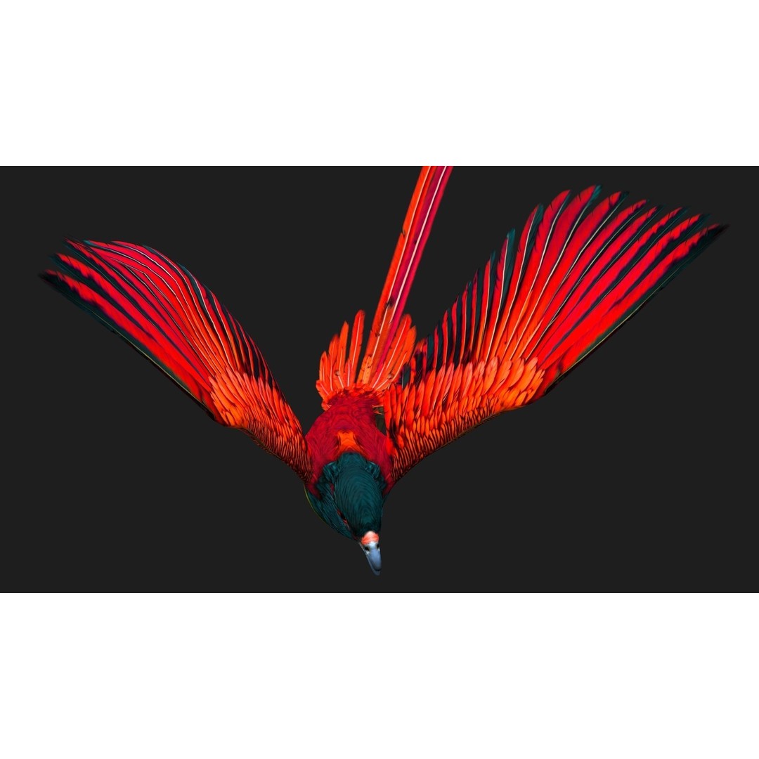 Pheasant Bird 3D Model – Rigged Animated Asset with PBR Textures - View 8