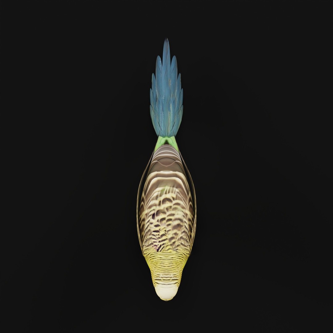 Budgerigar 3D Model – Low Poly Game Asset, FBX, PBR Textures