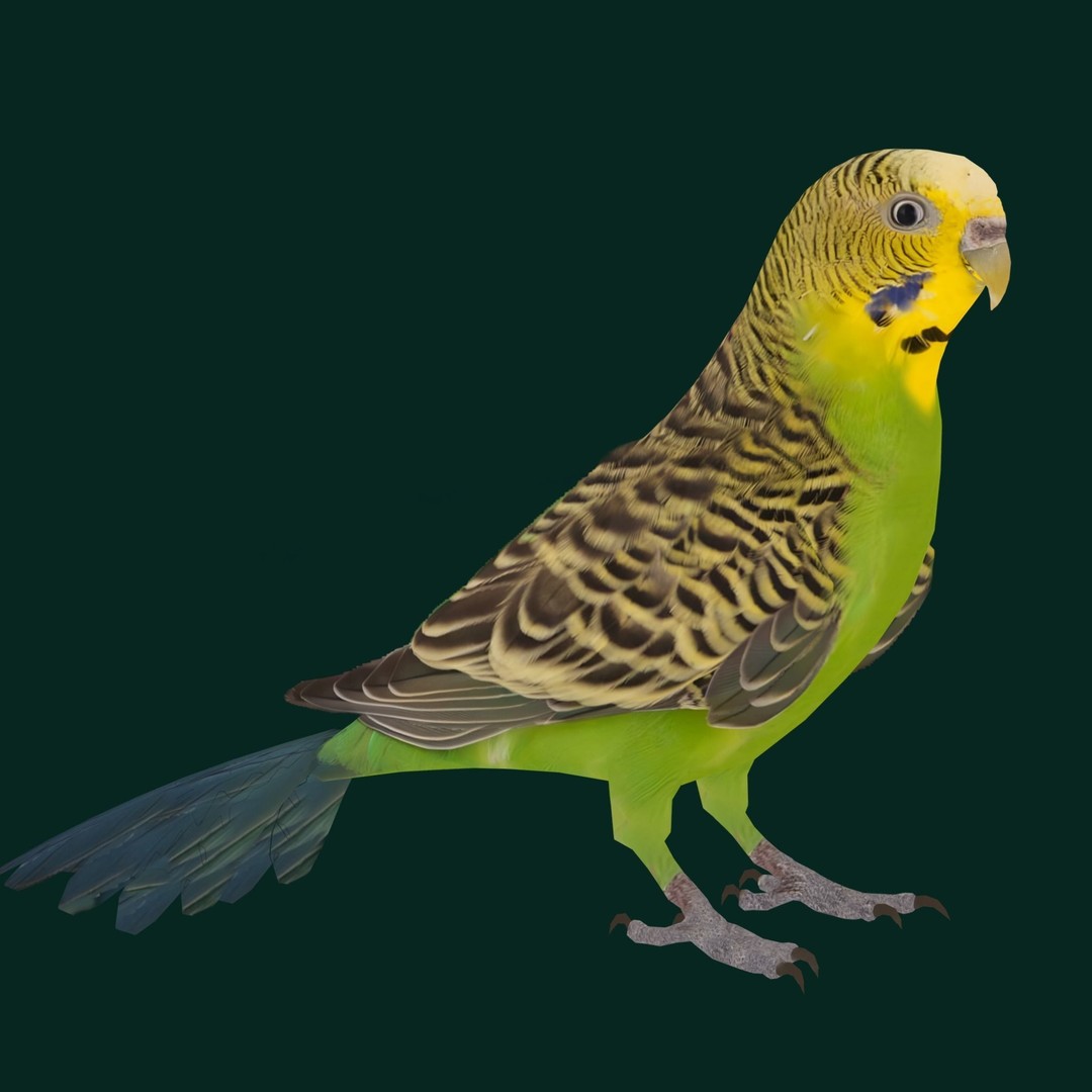 Budgerigar 3D Model – Low Poly Game Asset, FBX, PBR Textures - View 10