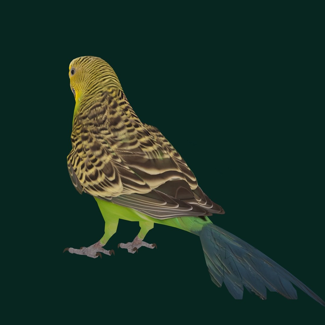 Budgerigar 3D Model – Low Poly Game Asset, FBX, PBR Textures - View 11