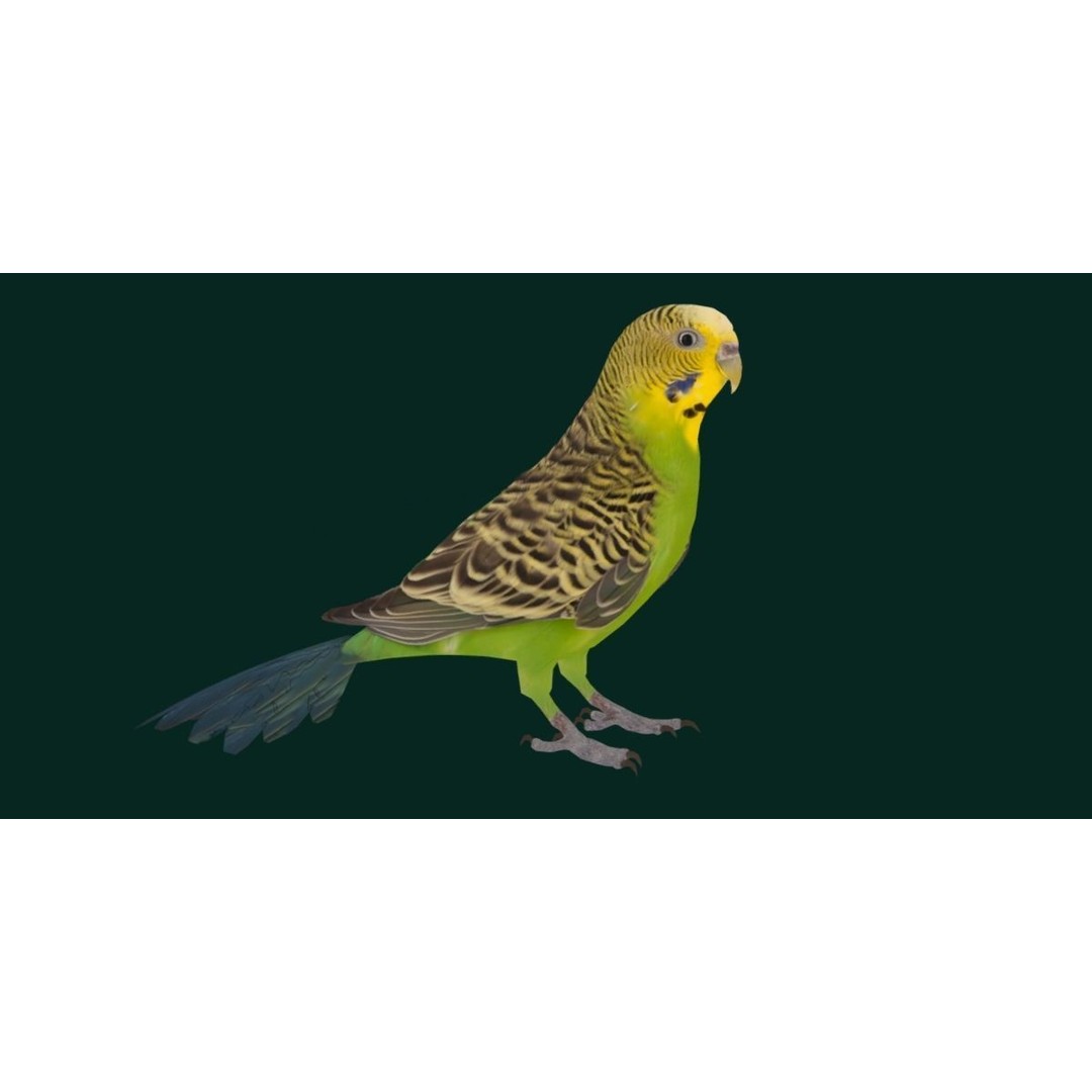 Budgerigar 3D Model – Low Poly Game Asset, FBX, PBR Textures - View 15